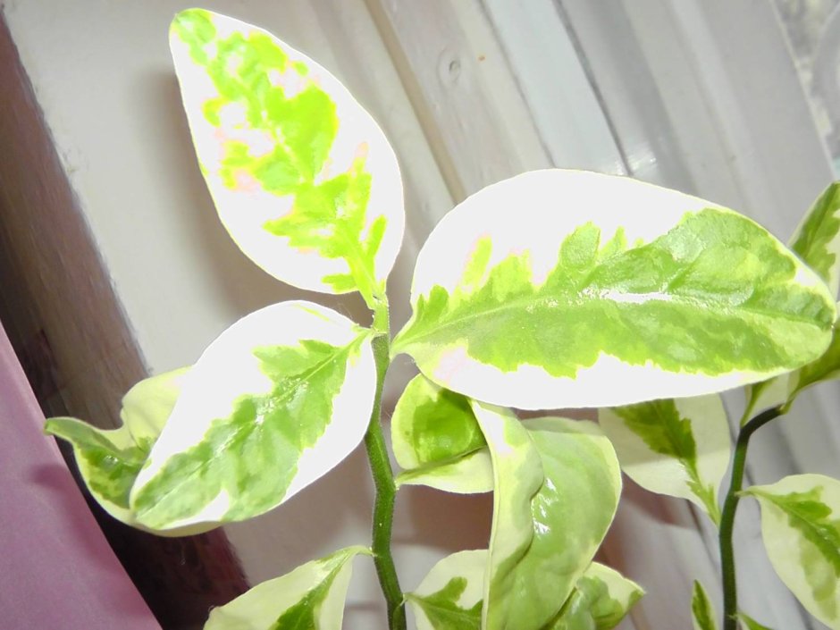 Комнатное растение с бело-зелеными листьями