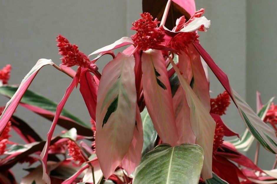 Строманта триостар цветение