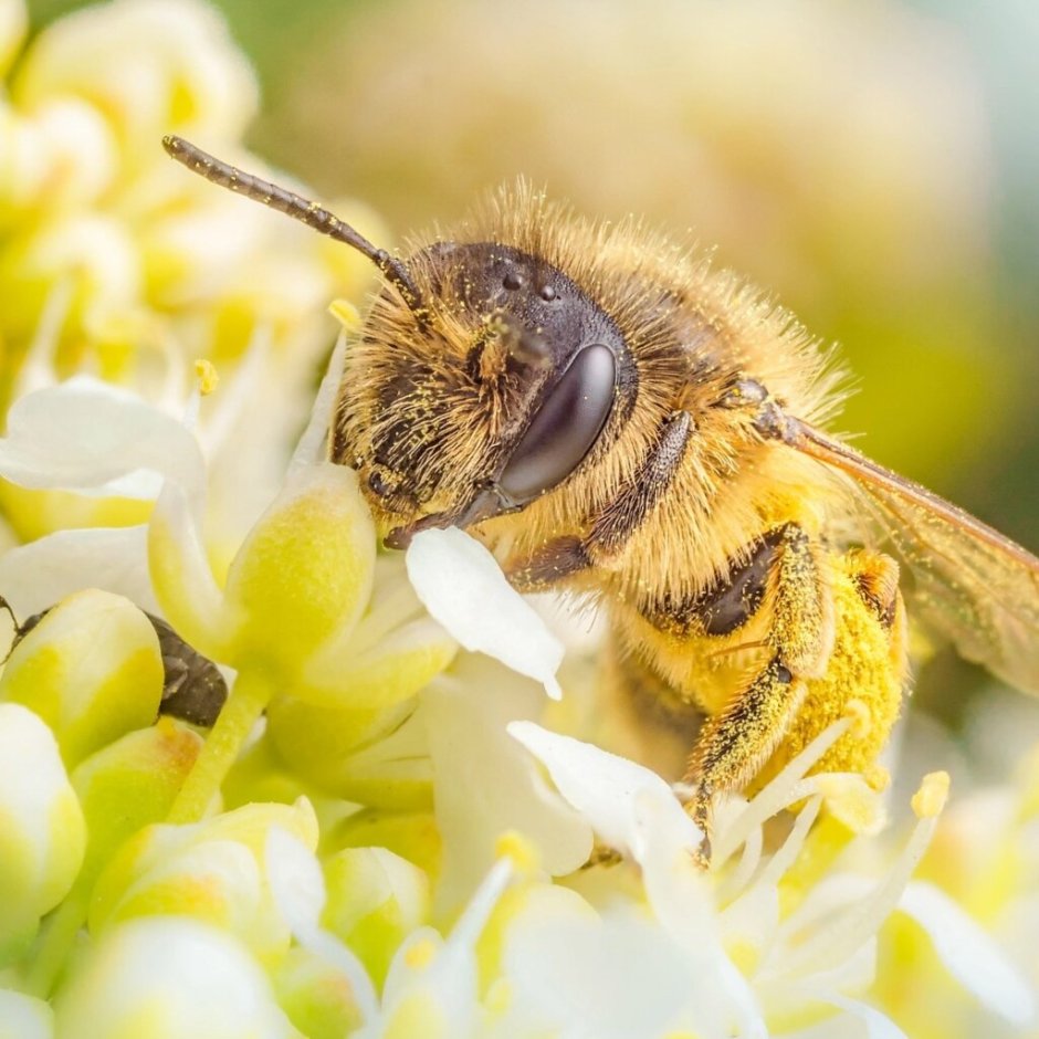 Пчела и нектар и мед