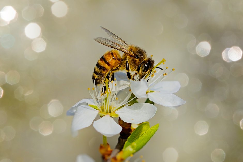 Маленькая пчела