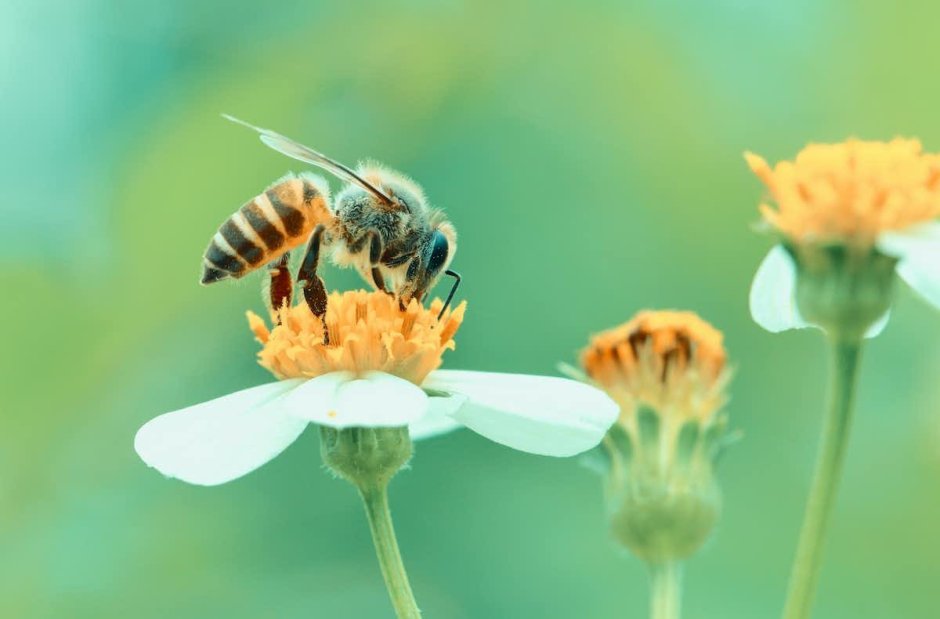 Пчела вид сверху на цветке