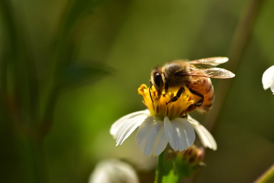 Пчелы питаются нектаром