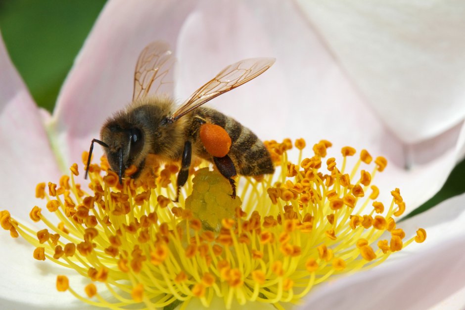 Пчелиная пыльца (Bee pollen)
