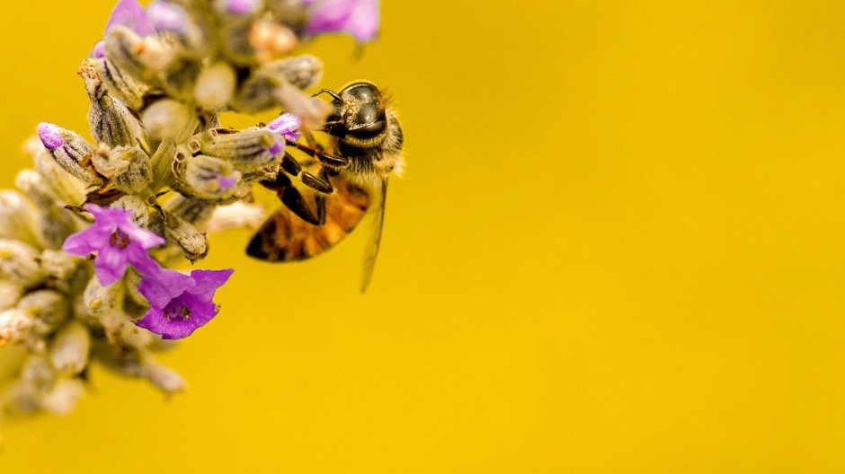 Визитка пчела