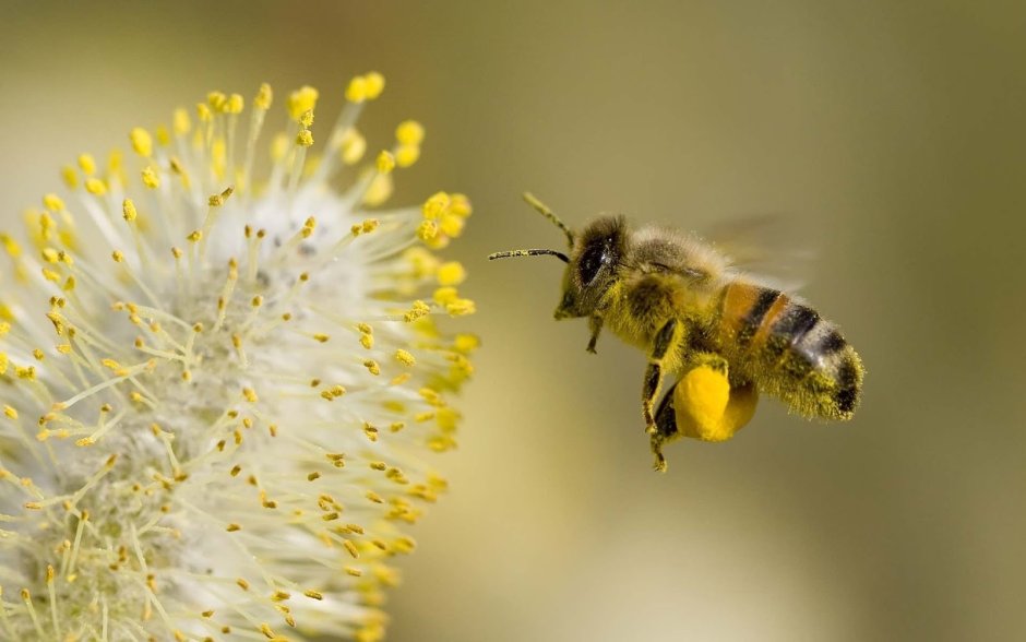Цветочная пыльца пчела