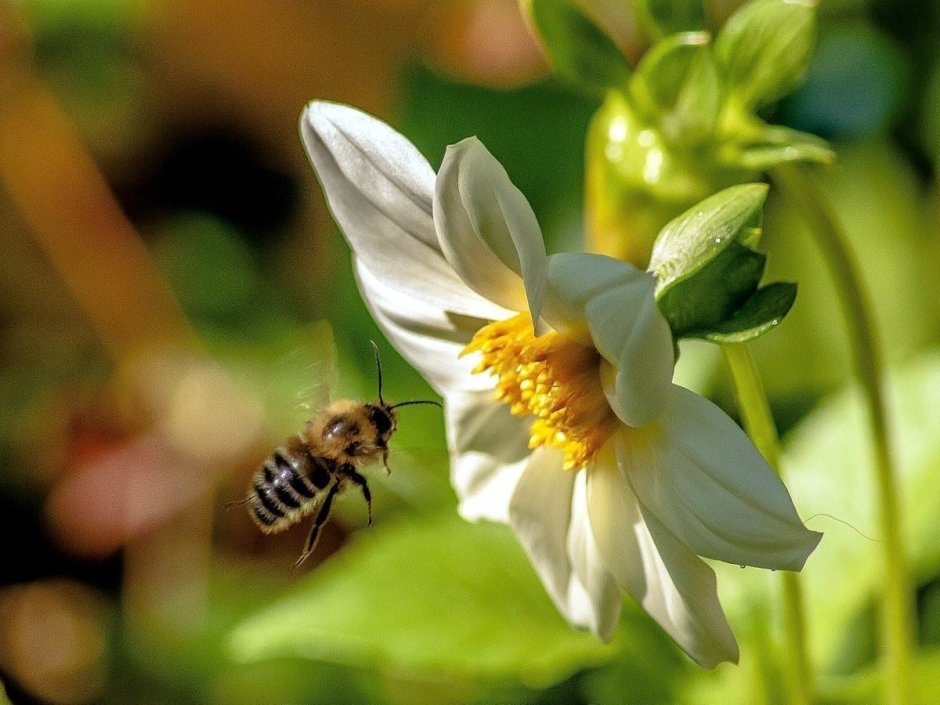 Лето цветы пчелы