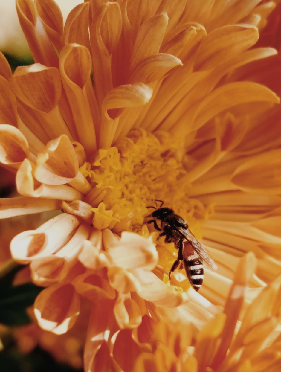 Цветы для пчеловодства