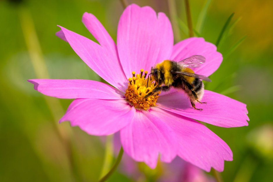 Пчелка на цветочке