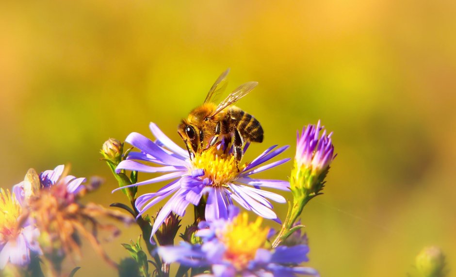 Пчела на разнотравье