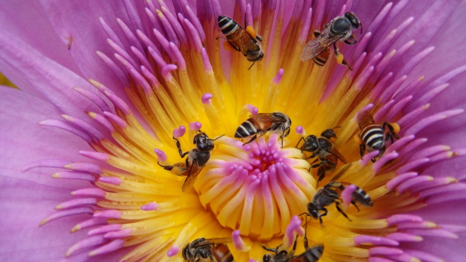 Обои пчела на цветке