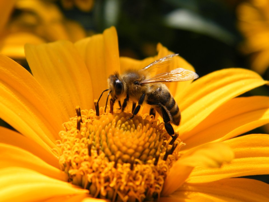 Пчела с медом фотографии