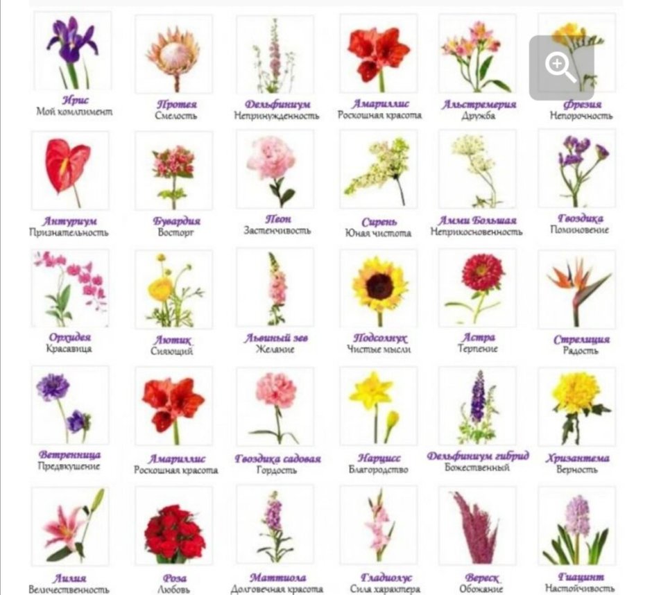 Цветочки и их названия