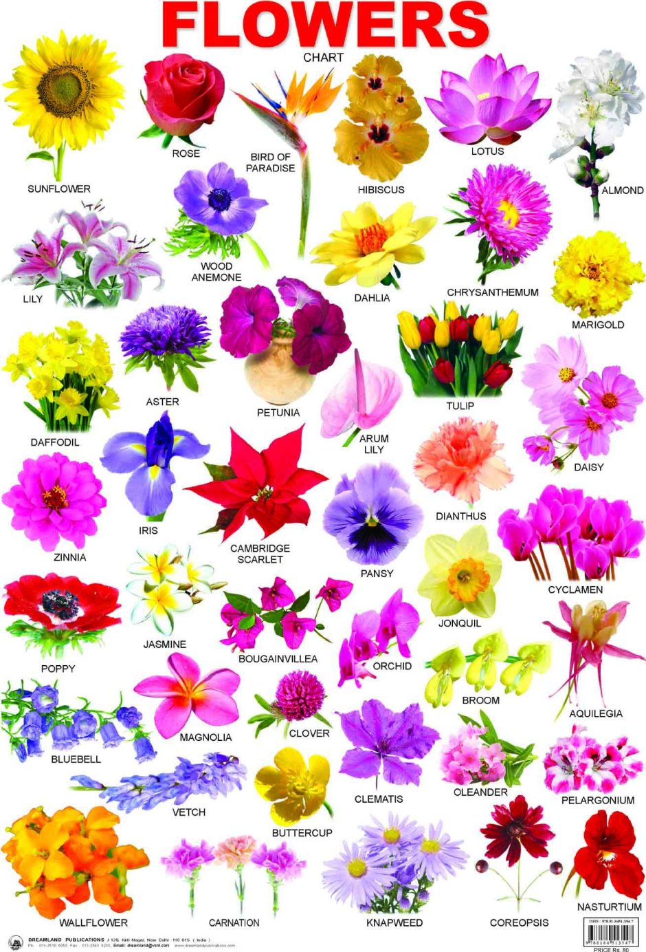 Цветы список названий