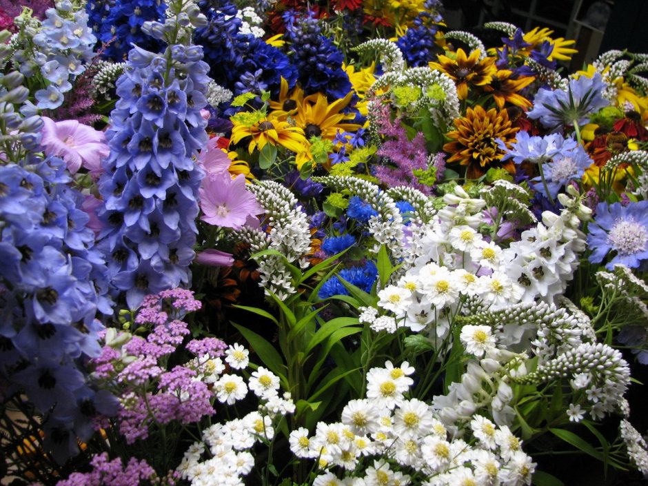 Шикарные садовые цветы