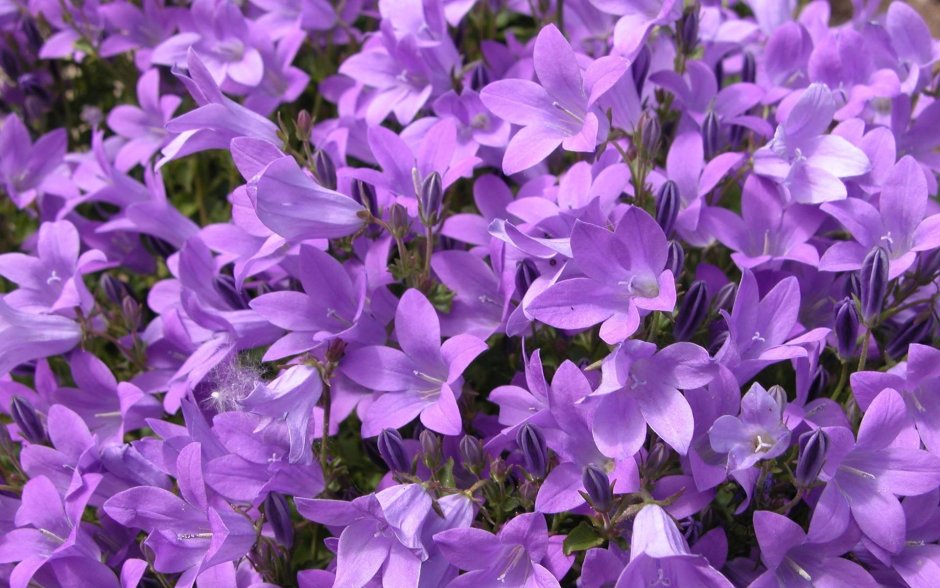 Колокольчик Кампанула Lilac