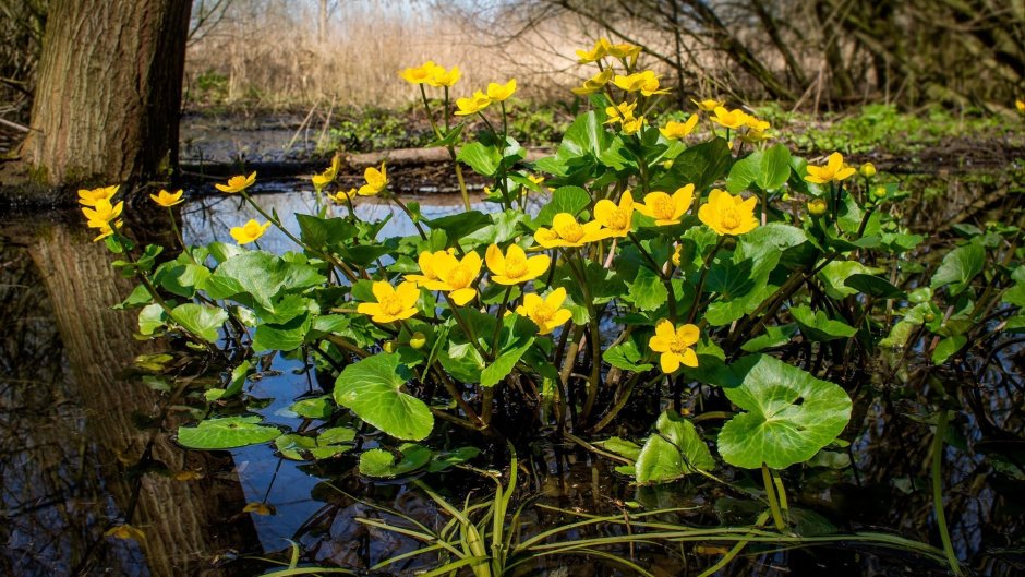 Желтые болотные цветы калужница
