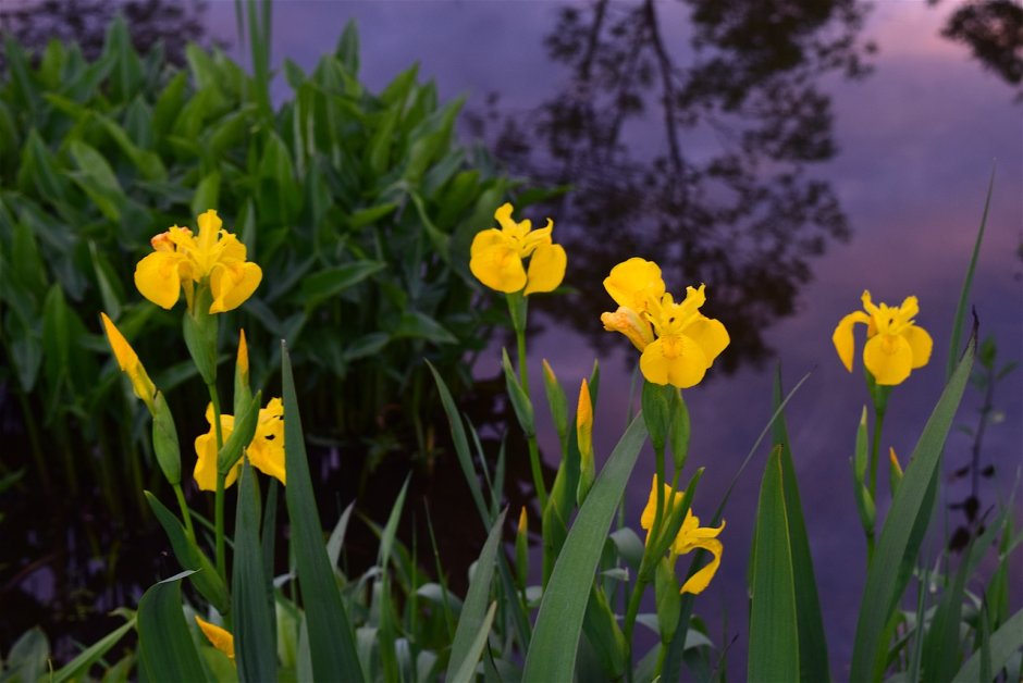 Ирис желтый низкорослый цветет ранней весной