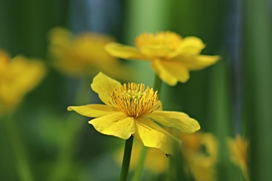 Урал желтые цветы 5 лепестков Лютик