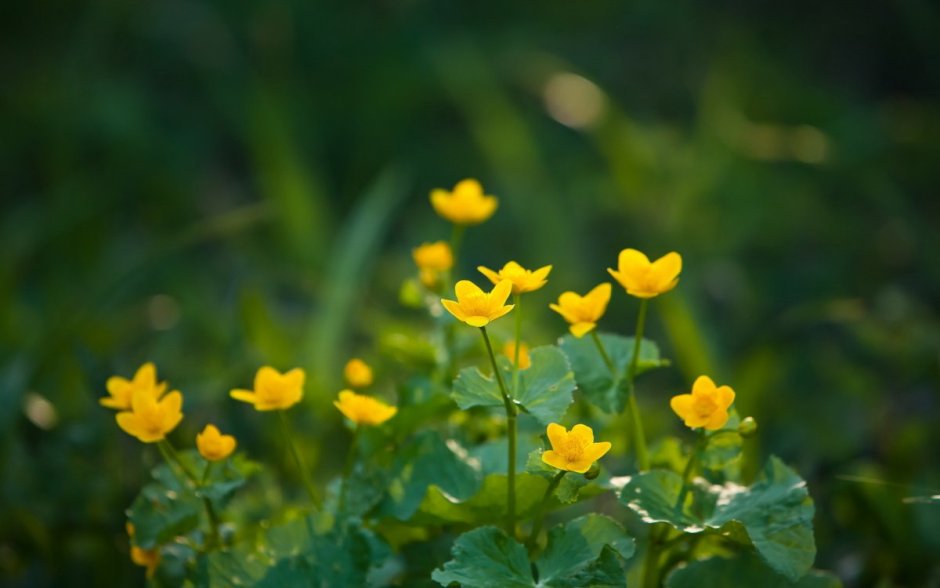Желтые цветы в лесу