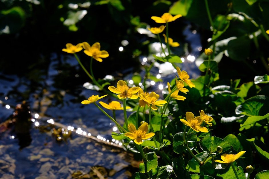 Желтые болотные цветы