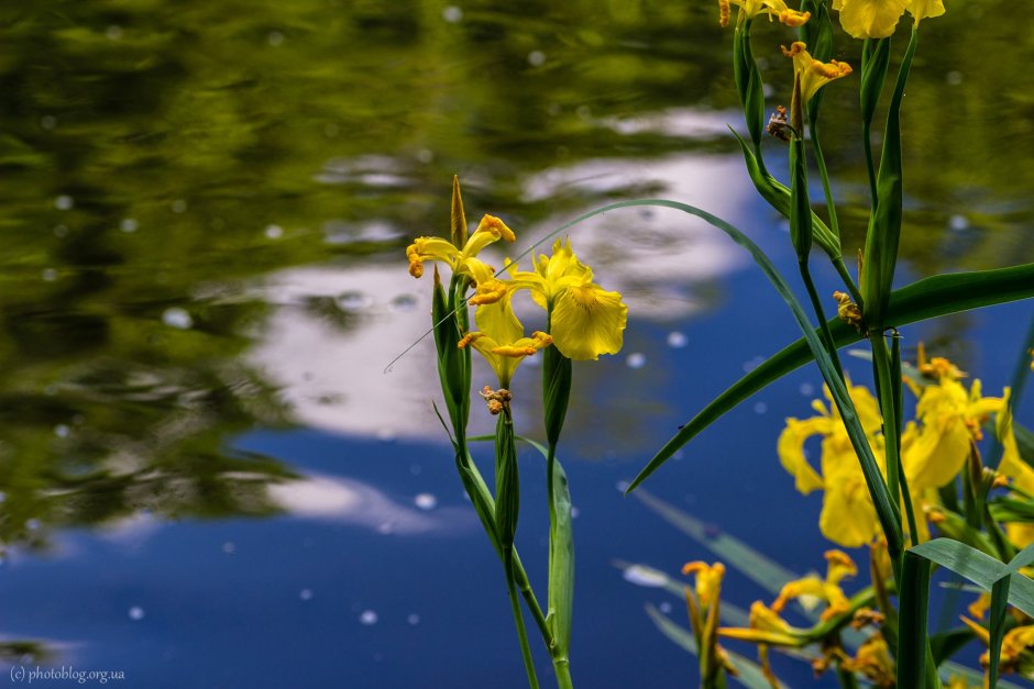 Желтый Ирис цветок на озере