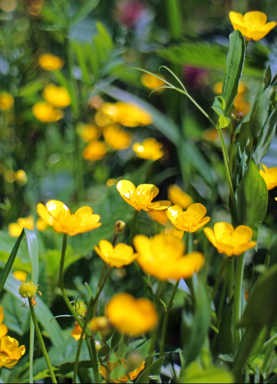 Желтые цветы дикоросы