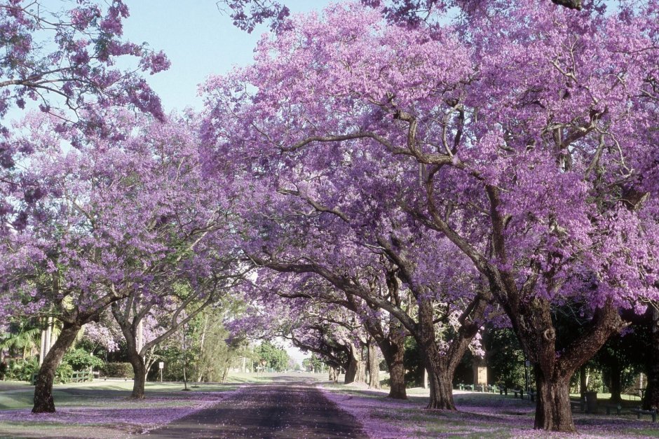 Австралия цветение джакаранда цветение