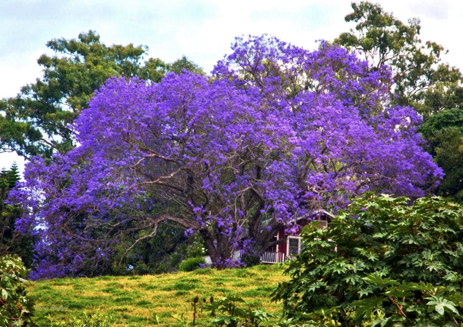 Жакаранда дерево Южная Америка
