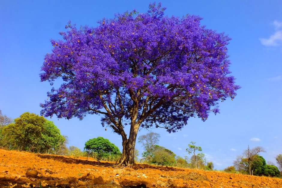 Фиалковое дерево жакаранда