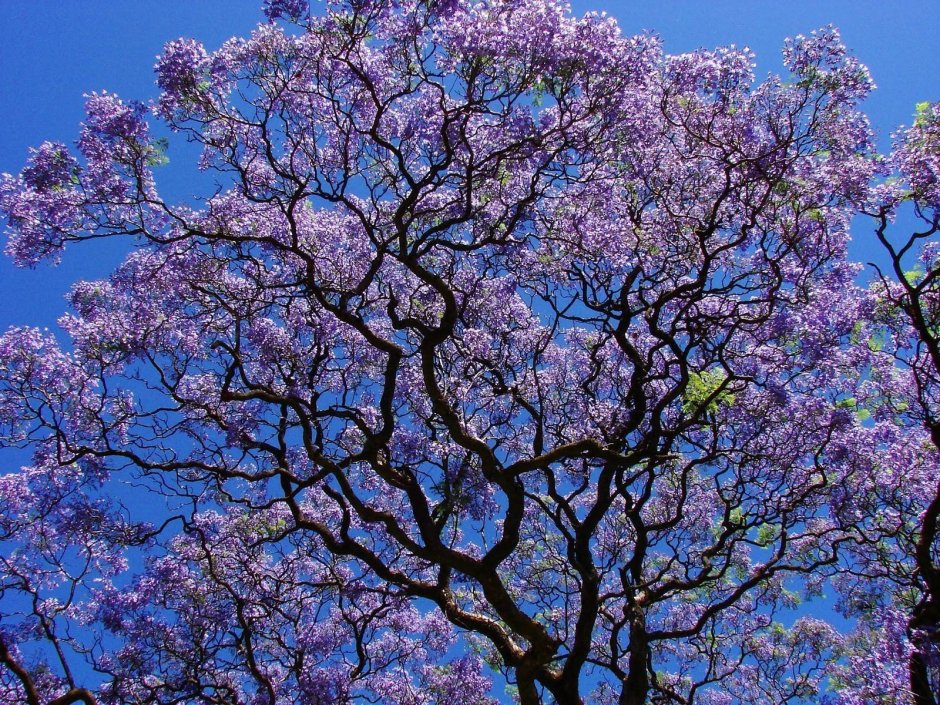 Палисандр жакаранда дерево