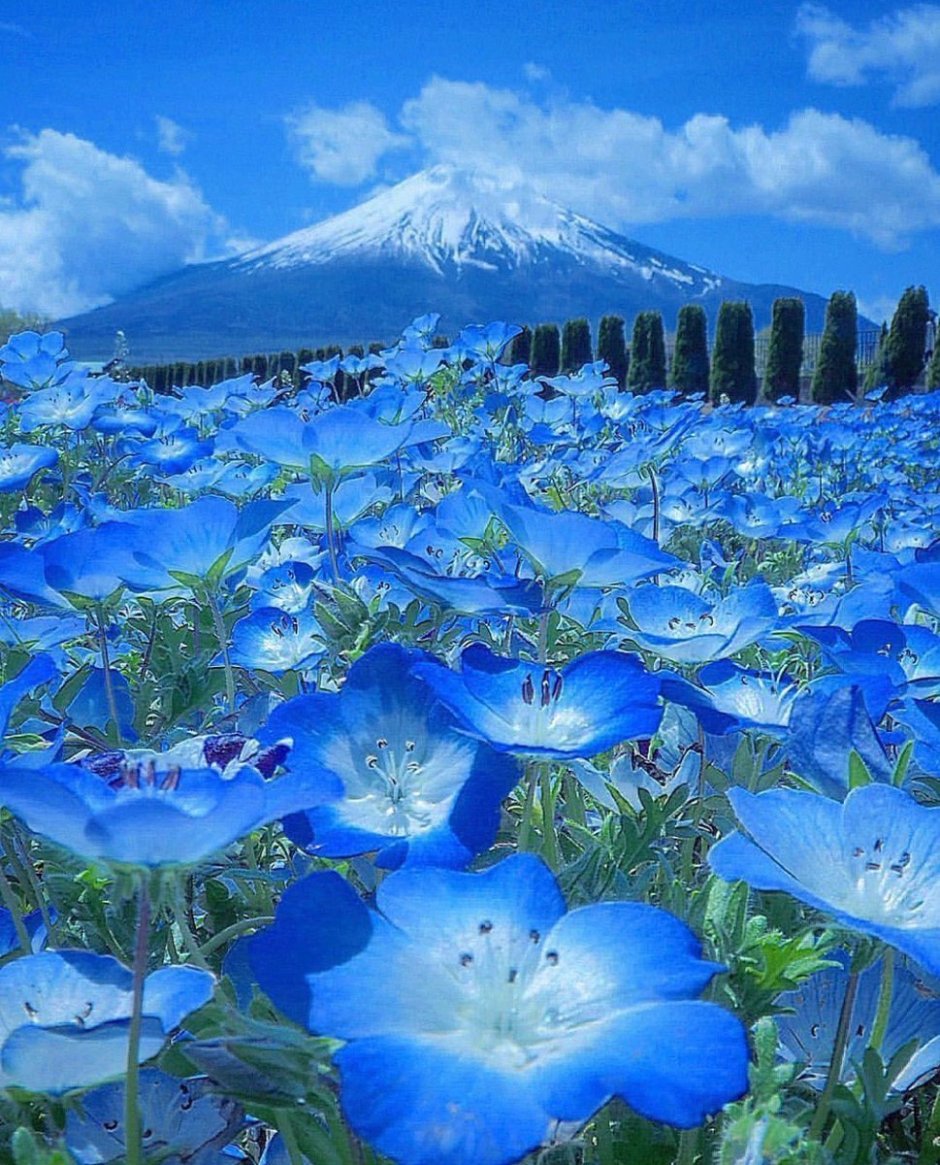 Голубые немофилы цветы