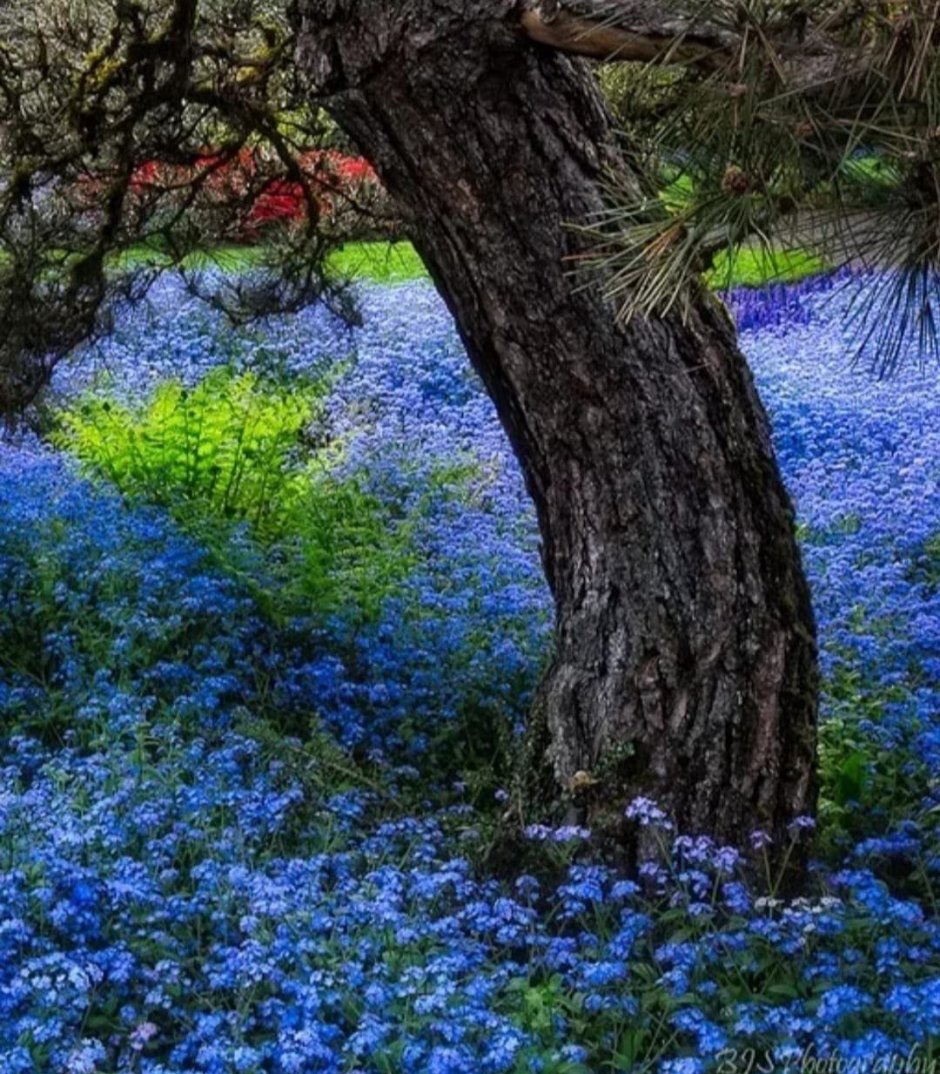 Дерево с синими цветами