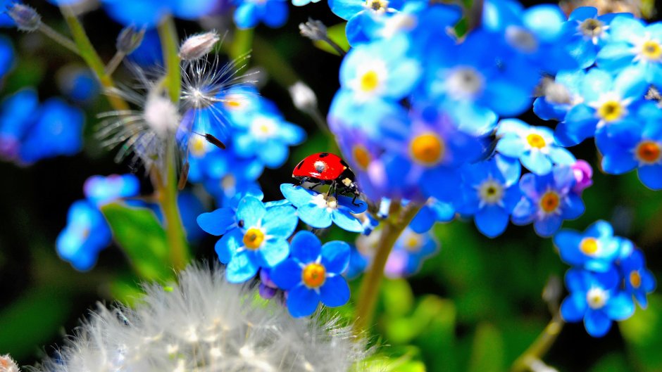 Голубые летние цветы