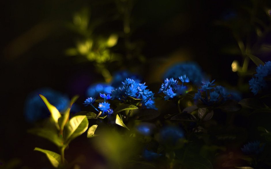 Темно синие цветы
