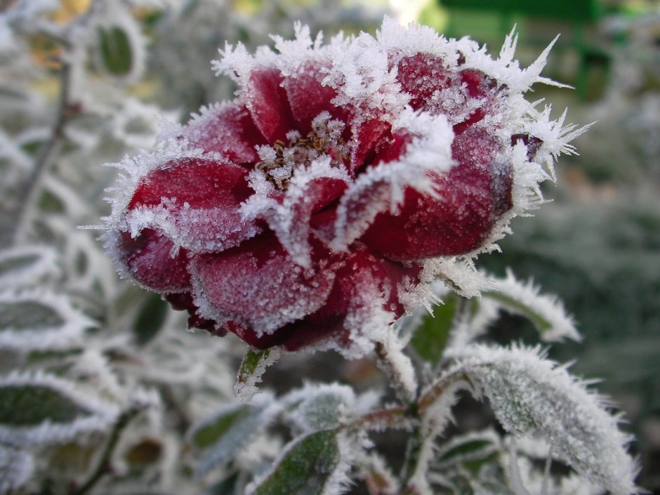 Морозная роза Сибирская