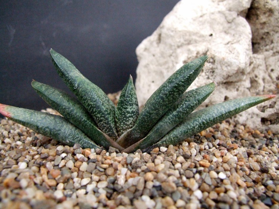 Гастерия maculata