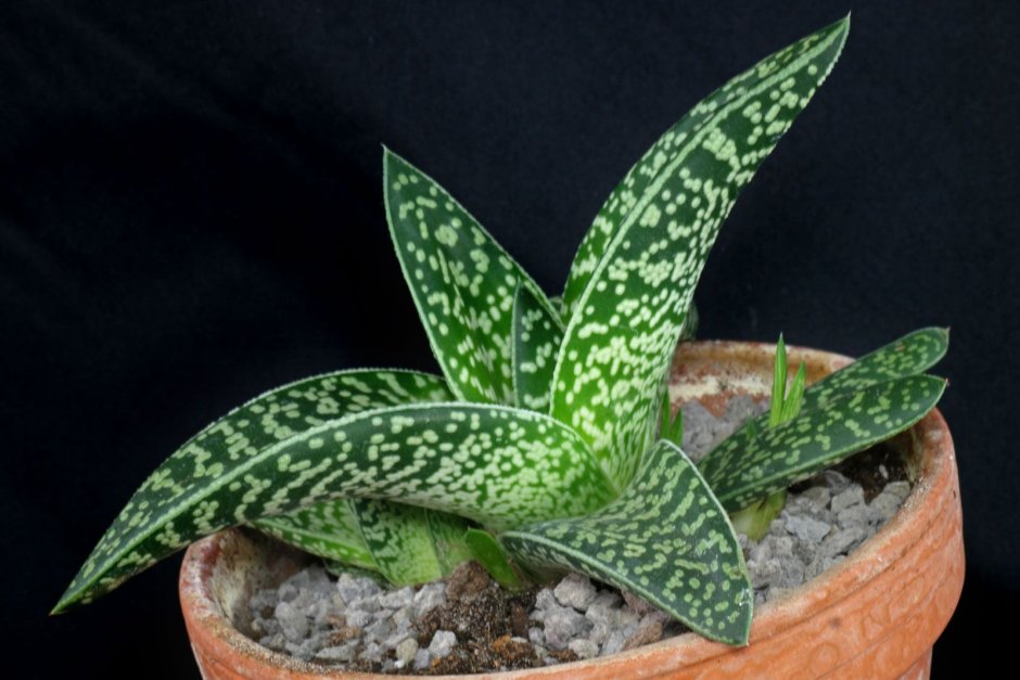 Алоэ Вариегата (Aloe variegata)