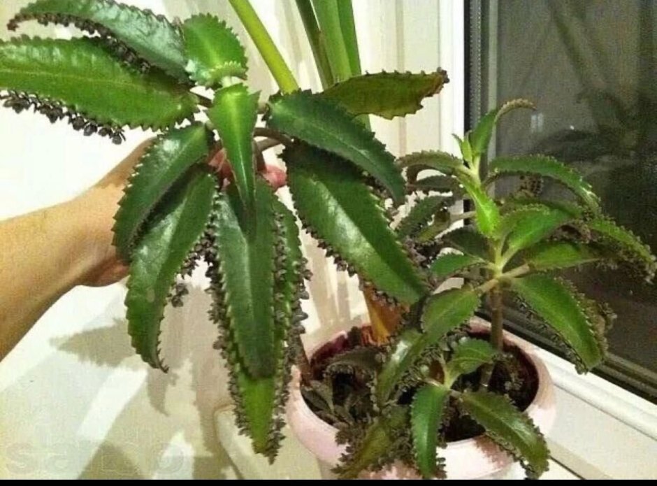 Растение доктор каланхоэ