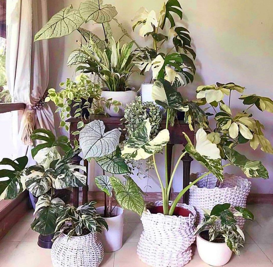 Красивые композиции из комнатных растений