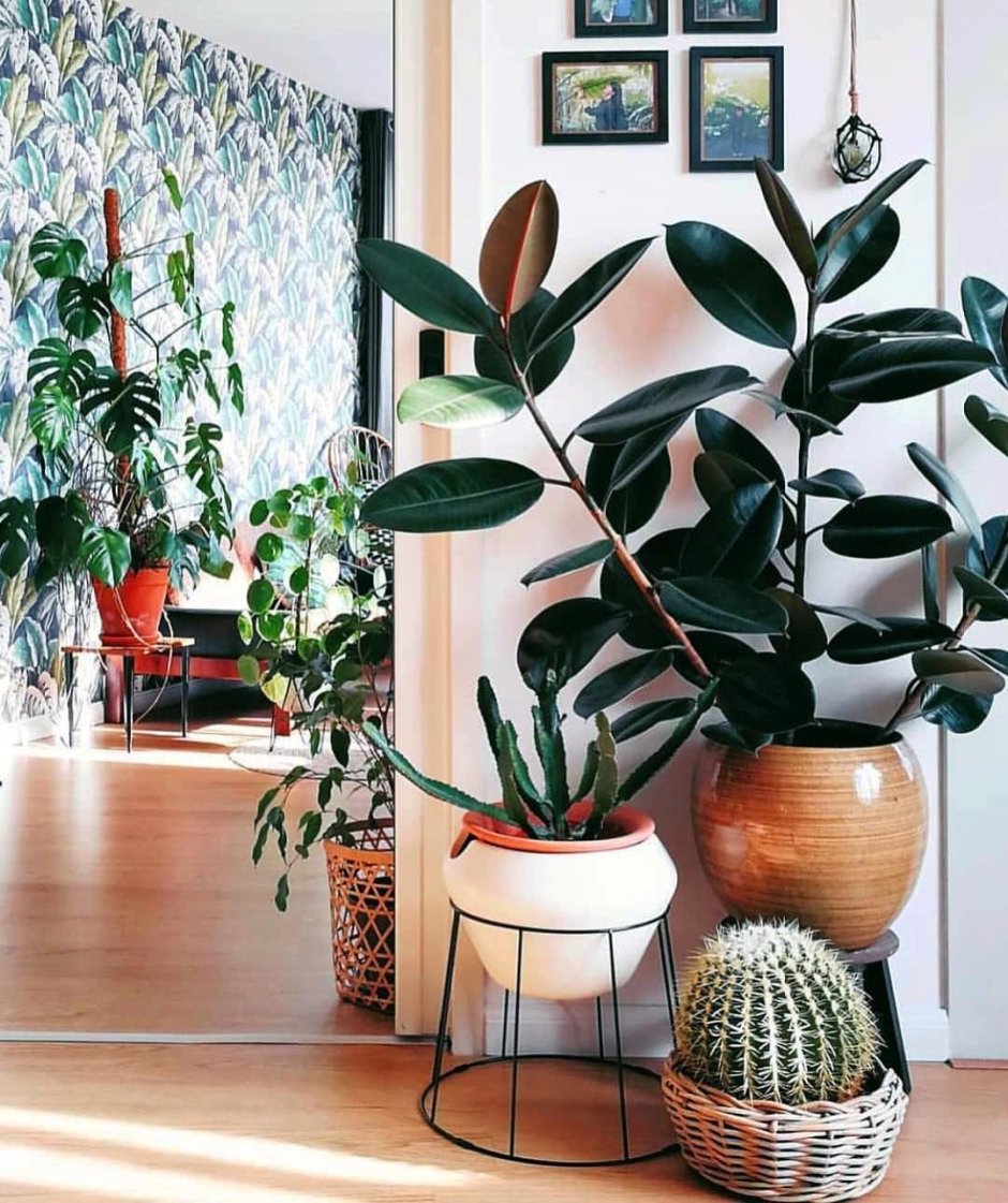 Самые стильные комнатные растения