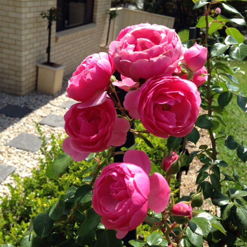 Сорт розы Помпонелла