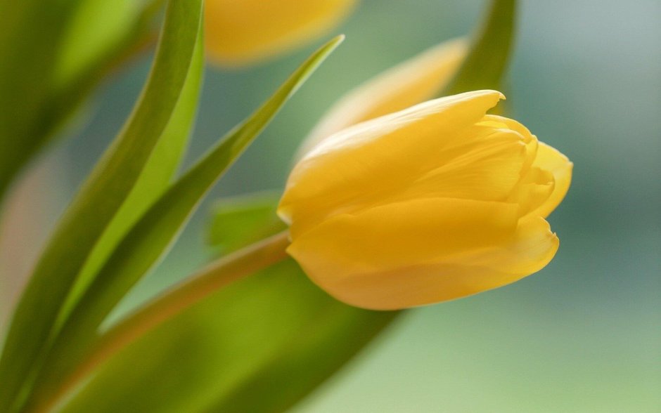 Красивые желтые тюльпаны