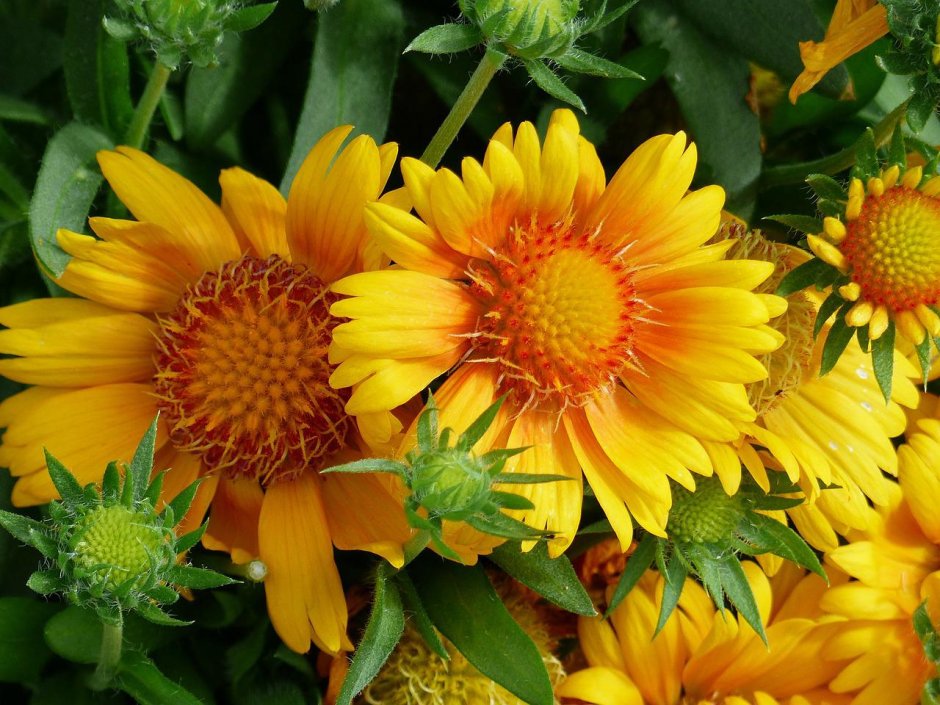 Цветок с желто-оранжевыми цветками
