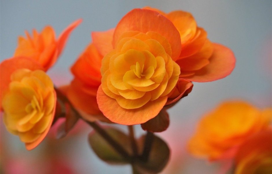 Насыщенно оранжевые цветы
