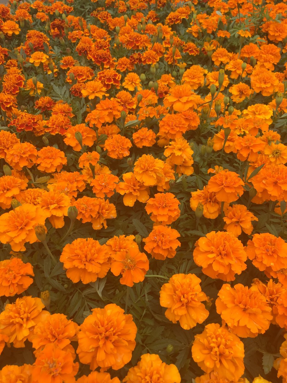 Оранжеввыецветы Эстетика