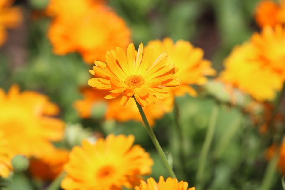 Желто оранжевые цветы мелкие