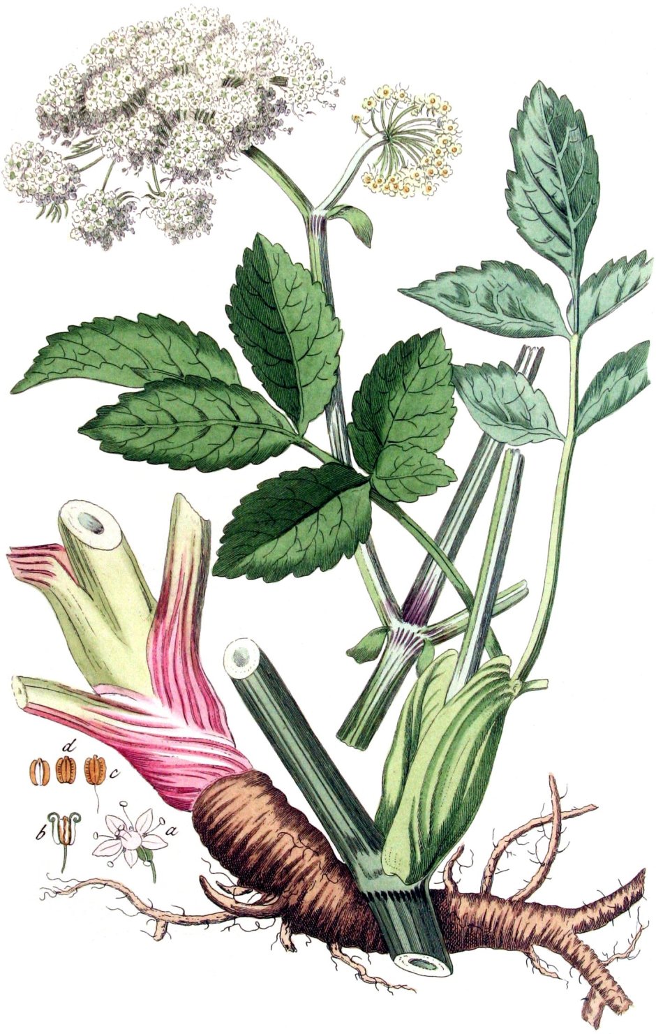 Дягиль лекарственный Ботаническая иллюстрация