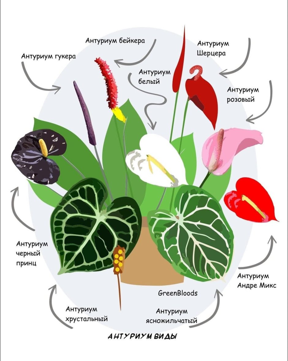 Растение Антуриум строение цветка