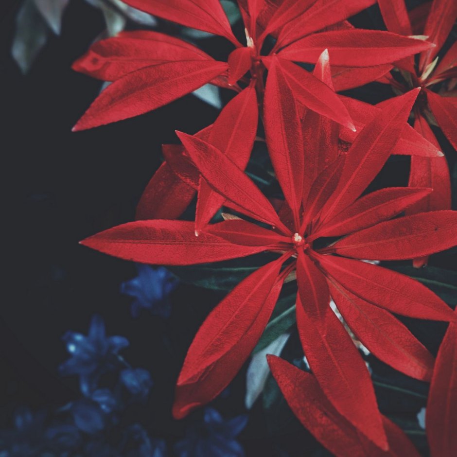 Красные цветы с тонкими листьями