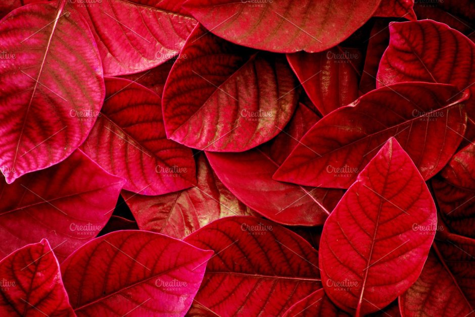 Тропические красные листья